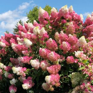 Strawberry Vanilla 100 Pink Hydrangea Tree Shrubs Seed Rapidly Growing And Attracting Pollinators - Vibrant Accent Privacy Screen -Seed Superman High Quality Exclusive Supply