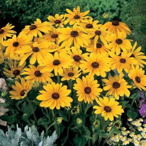 5000 Seeds, Black Eyed Susan Seeds for Home Garden Planting, Giving You Beautiful Black Eyed Susan Flowers