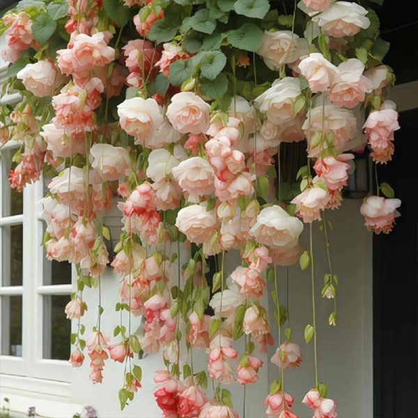 100 hanging satin apple flower seeds seeds climbing vines easy living plants year round planting planting breeding indoor and outdoor plants flowers