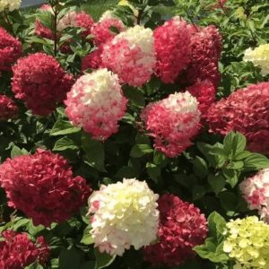 Color Hydrangea Mixed Seed, Cold Resistant Perennial Shrub With Stunning Conical Flowers, Suitable For Gardens And Landscapes