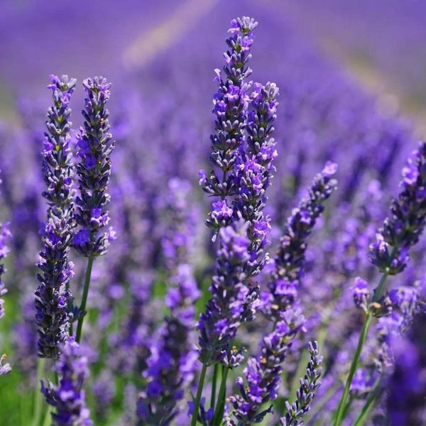 1000 Lavender Seeds Purple Lavender Herb Flower Seeds for Planting Outdoor Indoor Garden Planting Gardening Gift