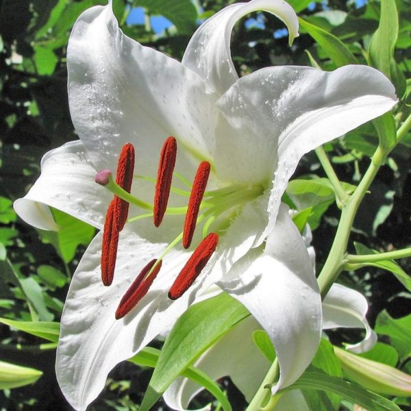 115 Lily Flower seeds - Amazingly Tall Lily Tree - Plants for Your Home and Garden -Attracts Butterflies, Bees & Hummingbirds