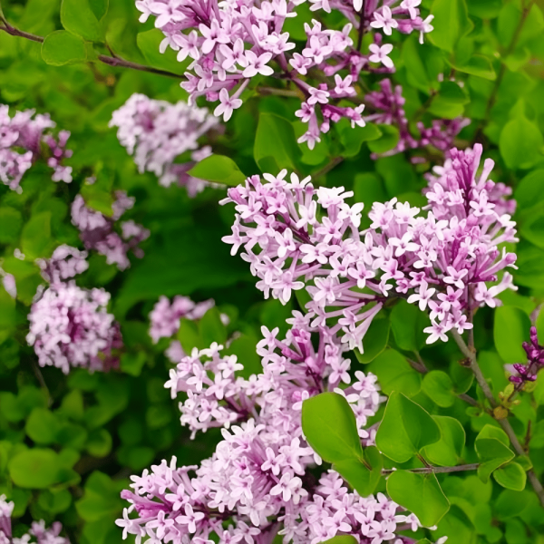 Planting dwarf -lilac seeds, clove meyeri Palibin compact shrubs, dwarf shrubs, mixed blooming, fragrant, cold -resistant, heir live treasure seeds, attracting passenger, outdoor courtyard and garden planting