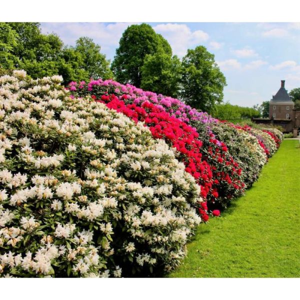 seeds 250 MIXED HYBRIDS RHODODENDRON spp Mixed Colors Flower Sun Shade Bush Shrub Seeds outdoor Flowers Plants Horticulture Nature