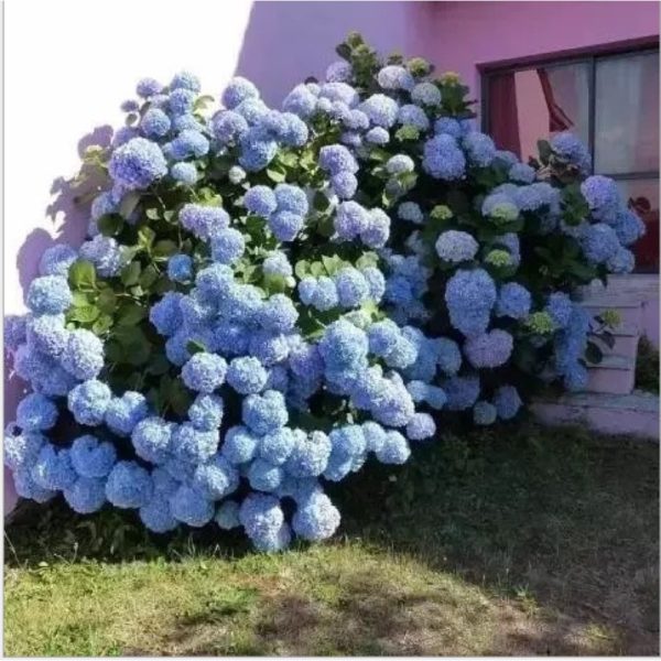 Hydrangea Seeds Hydrangea Seeds Seeds Are Planted All the Year round Garden Grow up Easily Outdoor Flowers and Plants Seeds