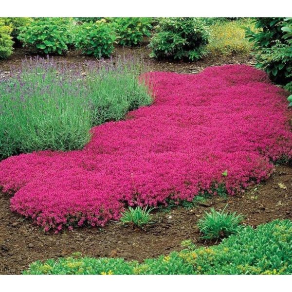 Vivid Red Creeping Thyme Seeds - Hardy and Drought Tolerant Ground Cover (Thymus Serpyllum) - Heirloom & Open Pollination