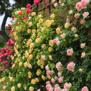 Mixed rose 1000 flower seeds, easy plant, climbing vine flowering plants, adding a touch of color to any garden