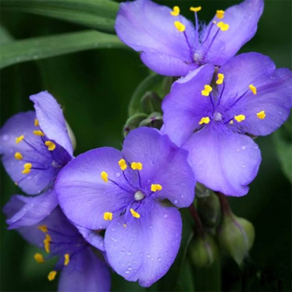 seeds Purple Indoor Flower Balcony Bonsai Easy To Plant Cold Resistant Decorative Flower Seeds Continuous Germination outdoor Flowers Plants Horticulture Nature