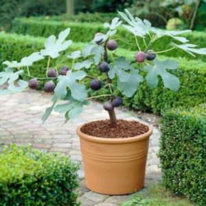 SALE 20 Dwarf Turkish Brown Fig seeds Sweet Sweet fruit Fun to grow on patio or home Order Now