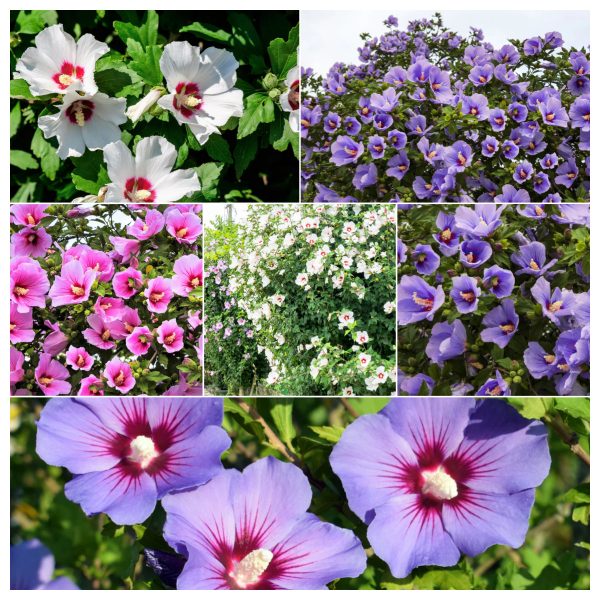 Rose of Sharon, Hibiscus, Syriacus, Flowers, Trees, Shrubs, Seeds, Mixed Colors