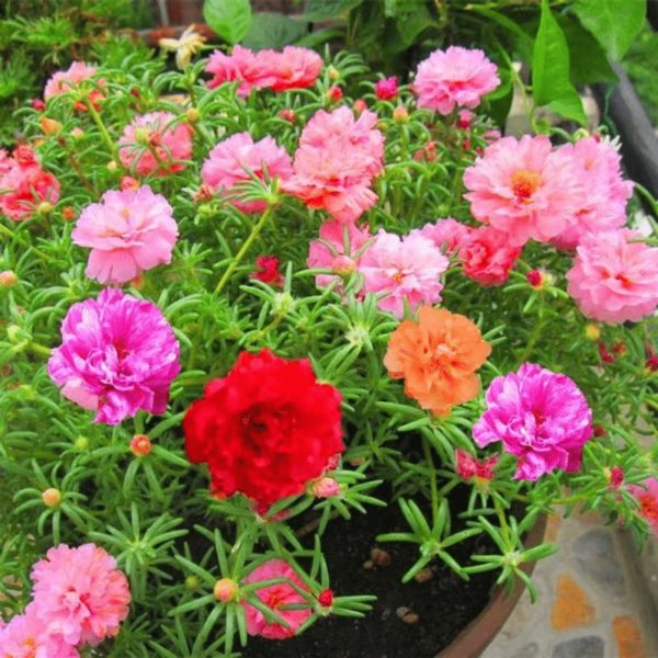 Inherited Sunflower and Rose Moss Garden Seeds - Bright Mixed Colors for Indoor and Balcony Potted Plants